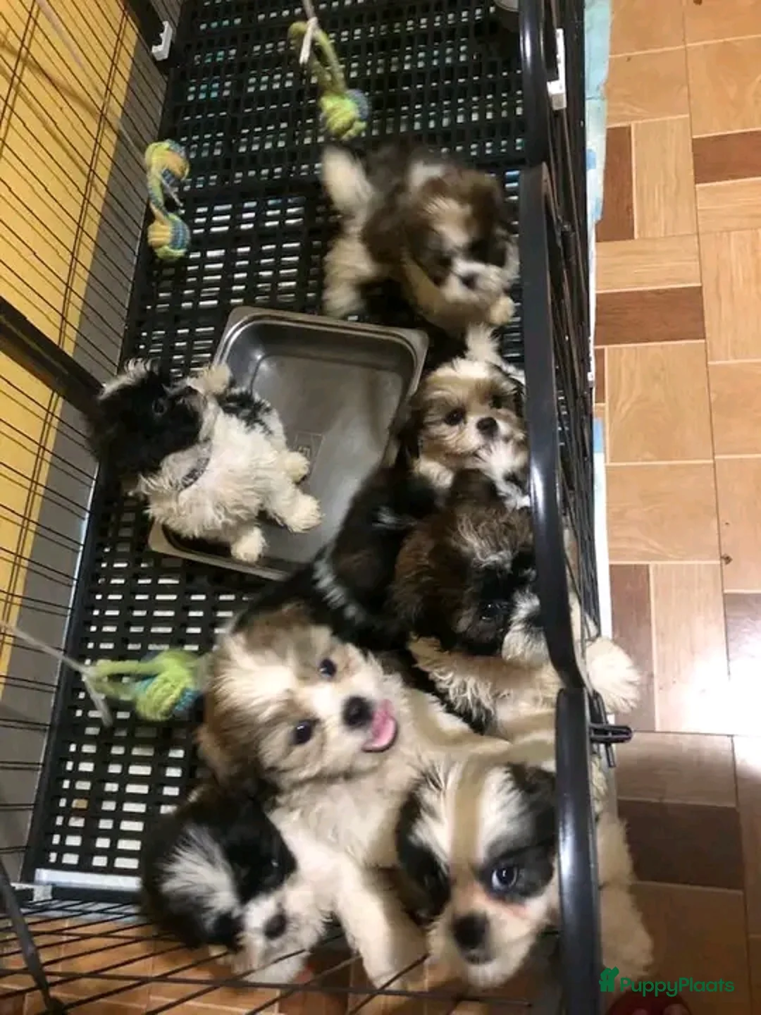 Shih Tzu honden ter adoptie: schattige Shih Tzu-puppy's 🐶   - Advertentie 4