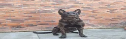 Hollandse Herder honden te koop: Te koop: Hollandse herderpups in Hoek - Advertentie 4