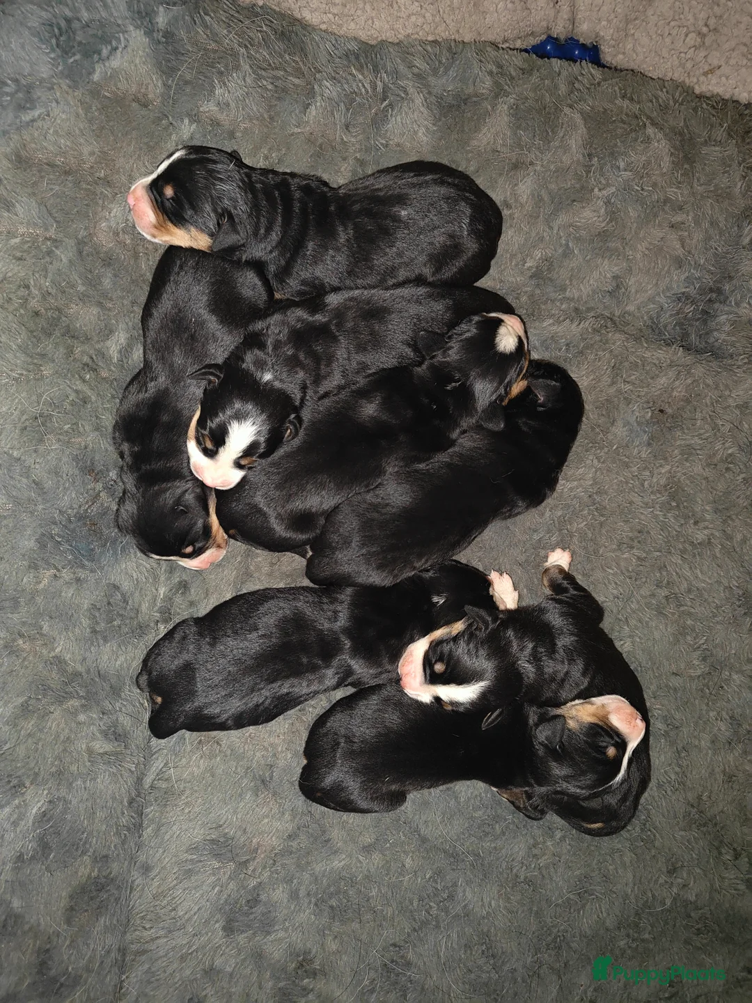 Grote Zwitserse Sennenhond honden te koop: Grote Zwitserse Sennenpups  - Advertentie 2