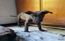 American Staffordshire Terriër honden te koop: Stafford mix cane corso  - Afbeelding 2