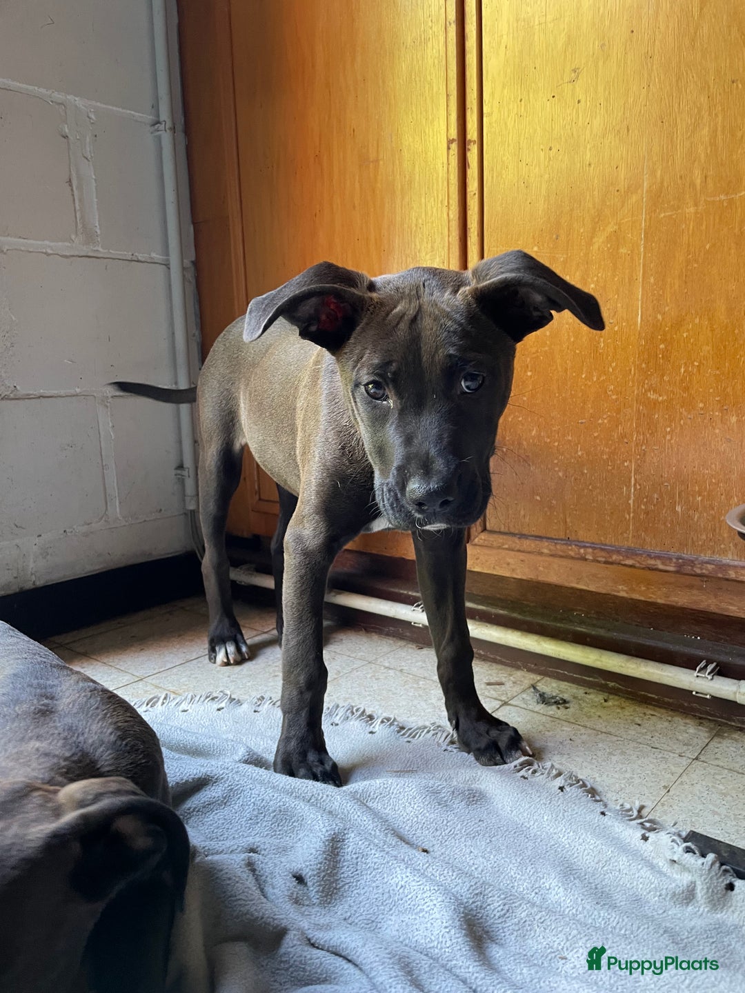 American Staffordshire Terriër honden te koop: Stafford mix cane corso  - Afbeelding 2