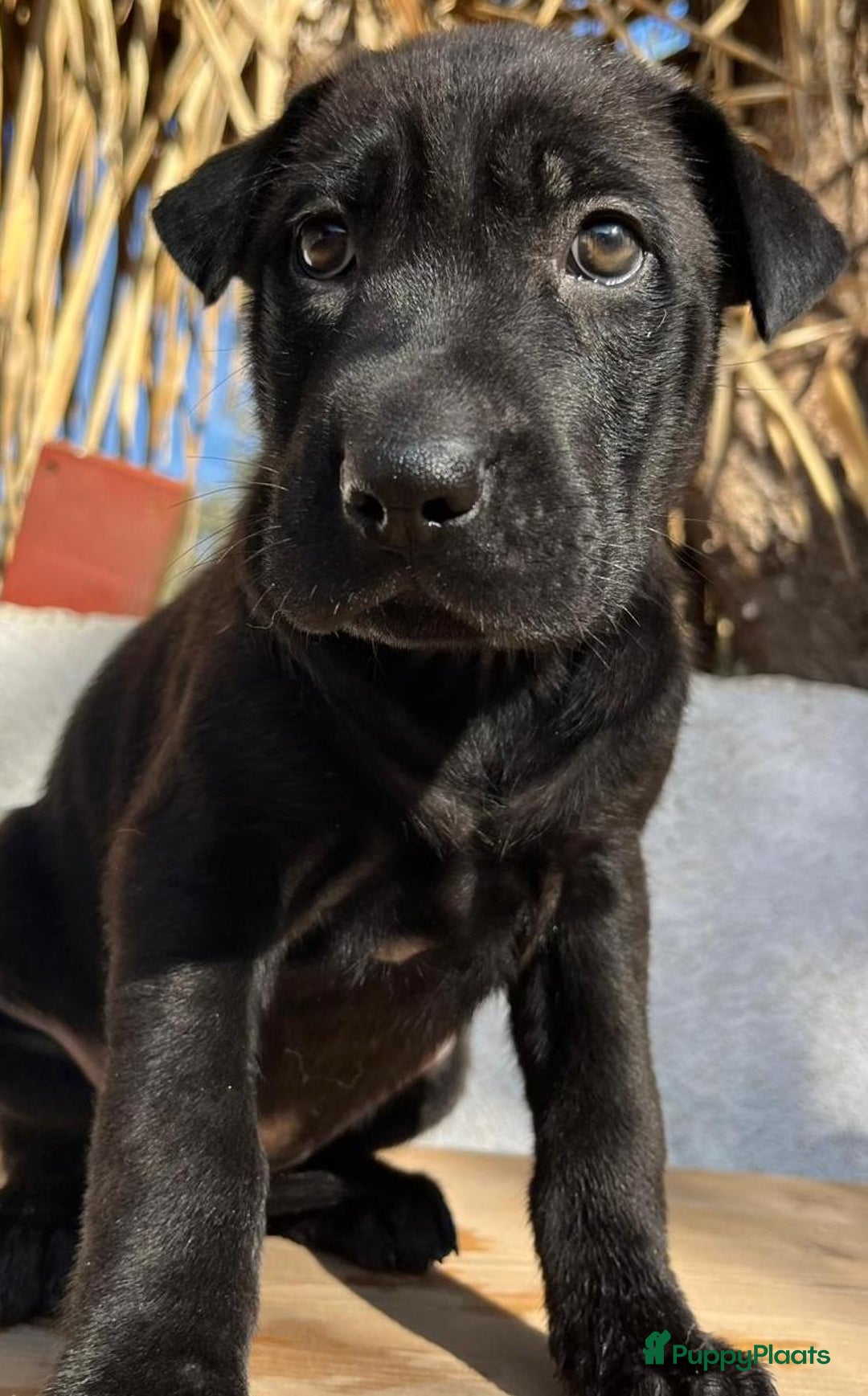 Kruising honden ter adoptie: ganie  wat een schatje en  op zoek naar huisje  - Advertentie 6