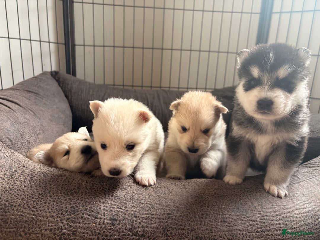 Pomsky honden te koop: 🌟 Prachtige Pomsky Pups te Koop  - Advertentie 9