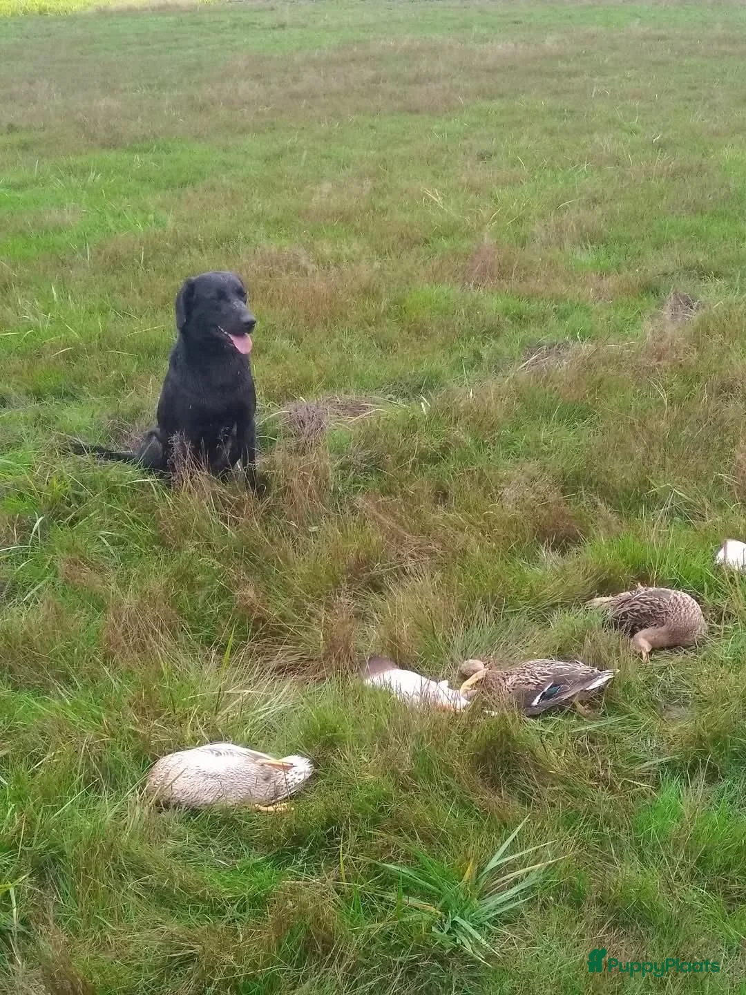 Labrador Retriever honden te koop: Field trial labrador pups  - Advertentie 4