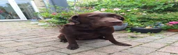 Labradoodle honden te koop: Prachtige chocoladebruine Labradoodle F1 pups  - Advertentie 8