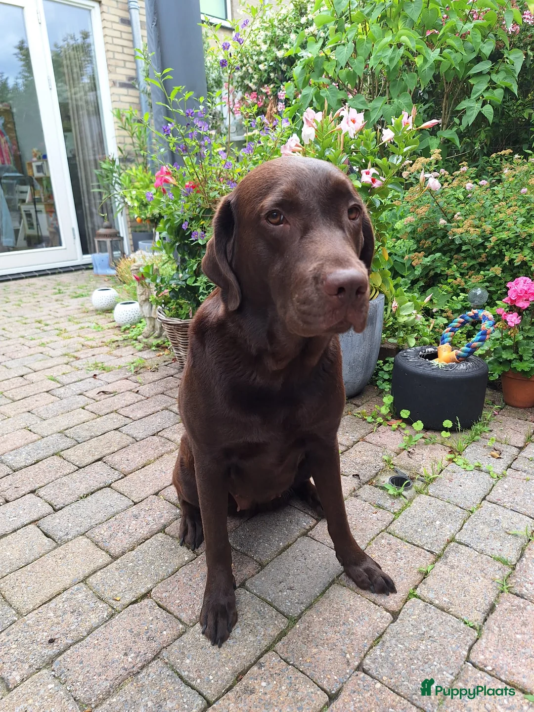 Labradoodle honden te koop: Prachtige chocoladebruine Labradoodle F1 pups  - Advertentie 8