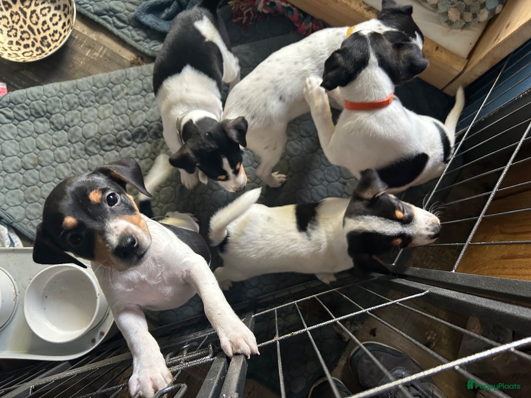 Boerenfox honden te koop: Boerenfox pups in Zuid-Beijerland - Advertentie 2