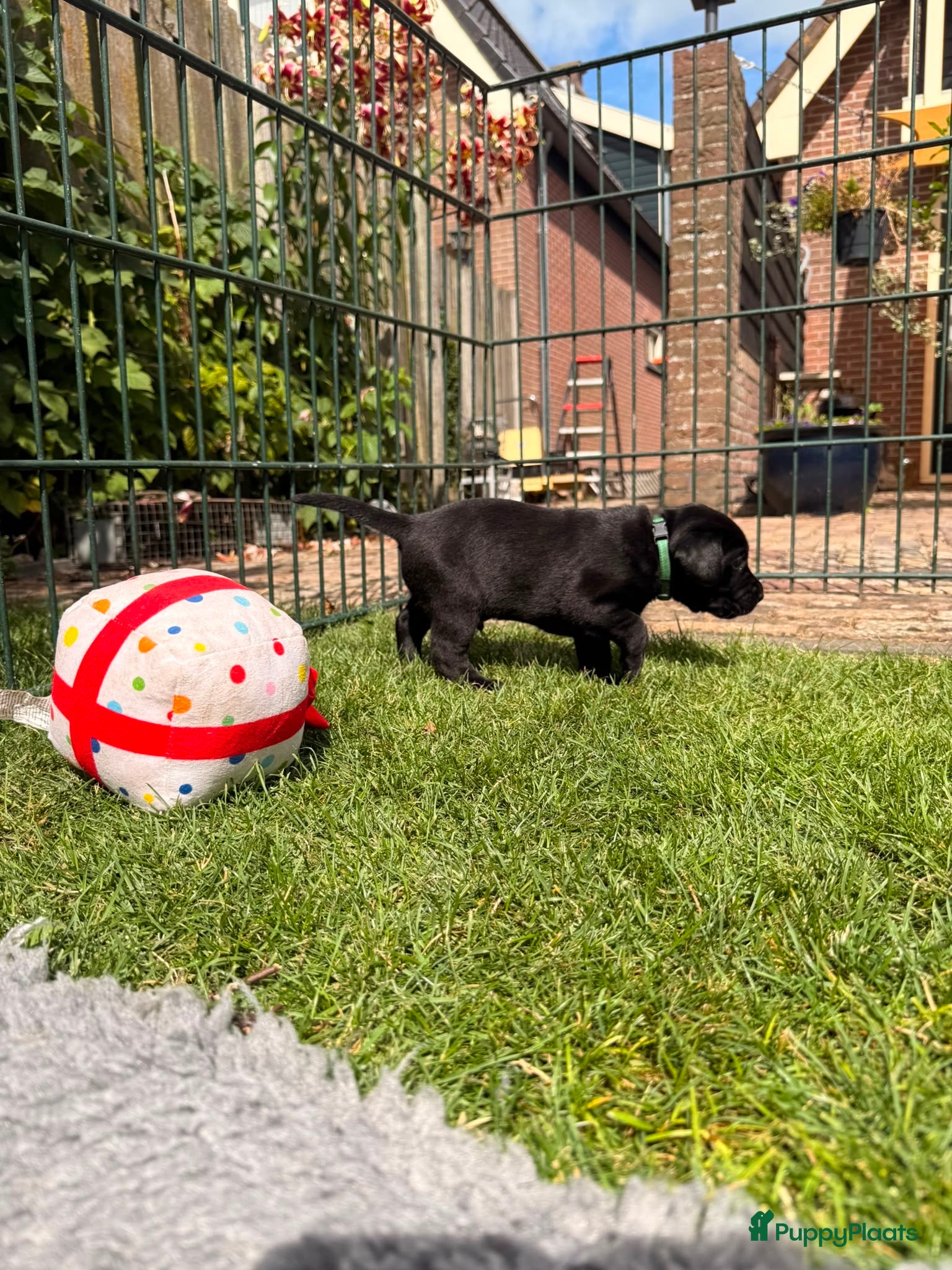 Labrador Retriever honden Fieldtrial labrador pups - Advertentie 1