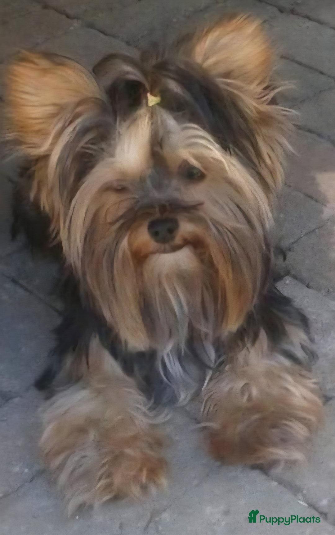 Yorkshire Terriër honden te koop: Yorkshire Terrier reu Danny - Advertentie 5