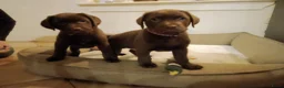 Labrador Retriever honden te koop: Prachtige chocoladebruine Labrador pup (reu) - Advertentie 4