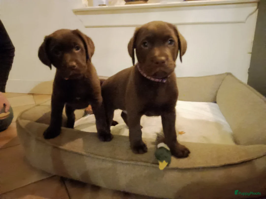 Labrador Retriever honden te koop: Prachtige chocoladebruine Labrador pup (reu) - Advertentie 4