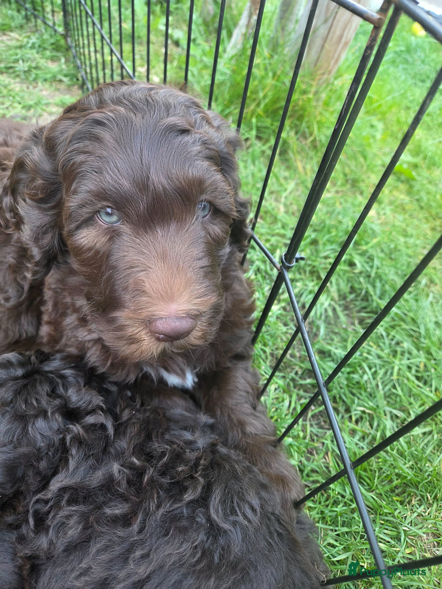 Labradoodle honden Klaar om te vertrekken naar forever home.. - Advertentie 4