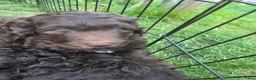 Labradoodle honden te koop: Klaar om te vertrekken naar forever home.. - Advertentie 1