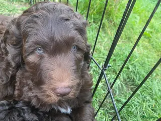 Labradoodle honden Klaar om te vertrekken naar forever home.. - Advertentie 3