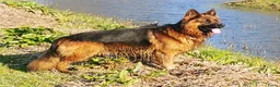 Duitse Herder honden te koop: Langstokharige Duitse Herder puppies zw.en zw/br  - Advertentie 5