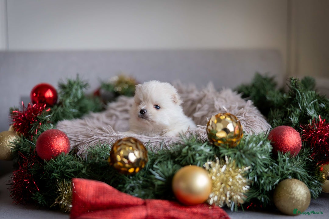 Pomeriaan honden te koop: Knappe Bear face Pomeriaan pups - Advertentie 7