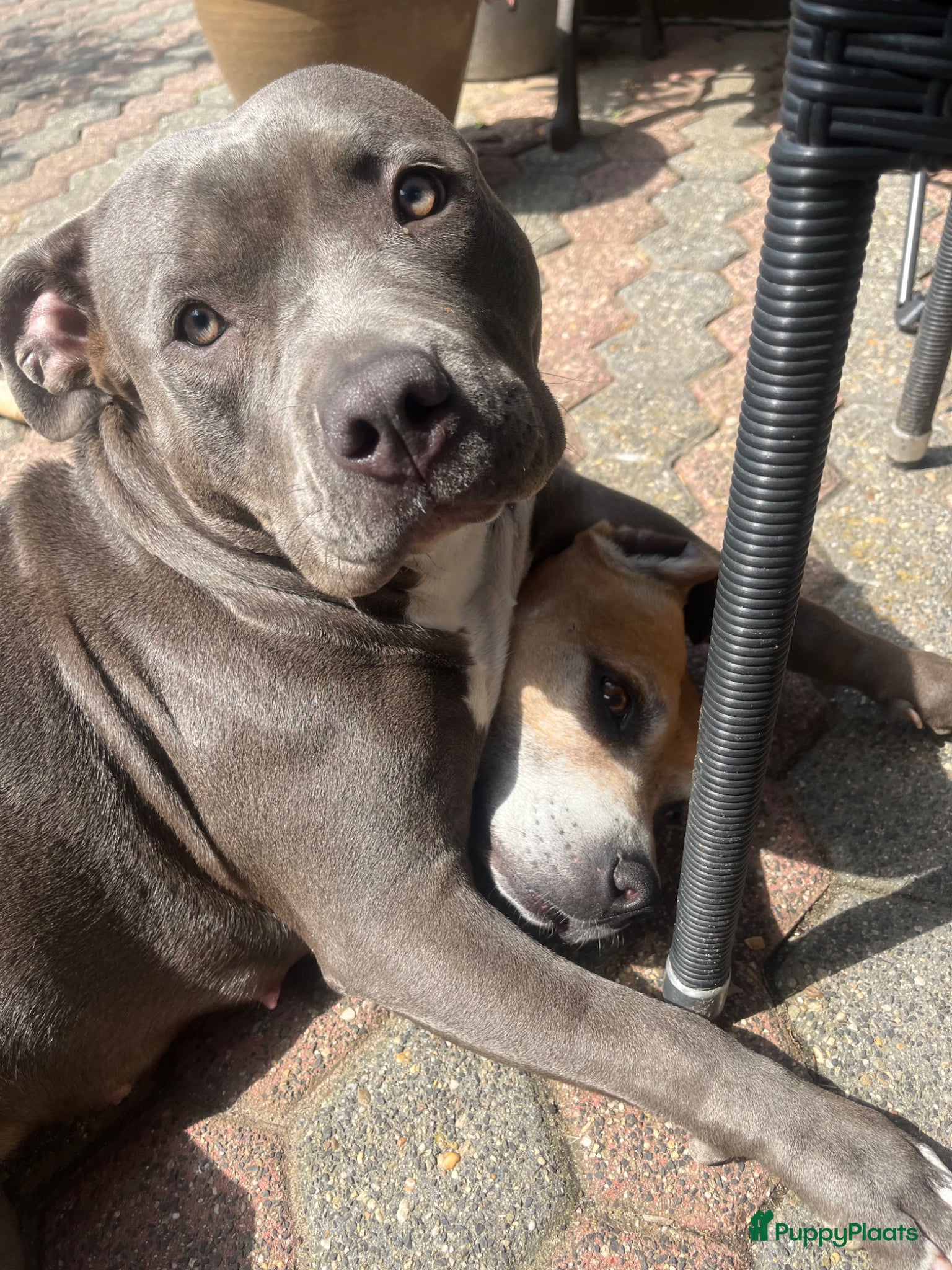American Staffordshire Terriër honden American Staffordshire Terrier 9 gezonde pups - Advertentie 1