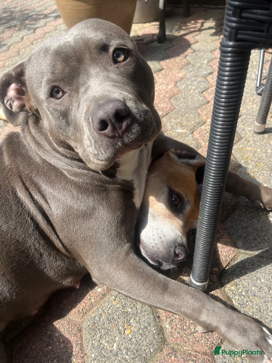 American Staffordshire Terriër honden te koop: American Staffordshire Terrier 9 gezonde pups - Advertentie 1