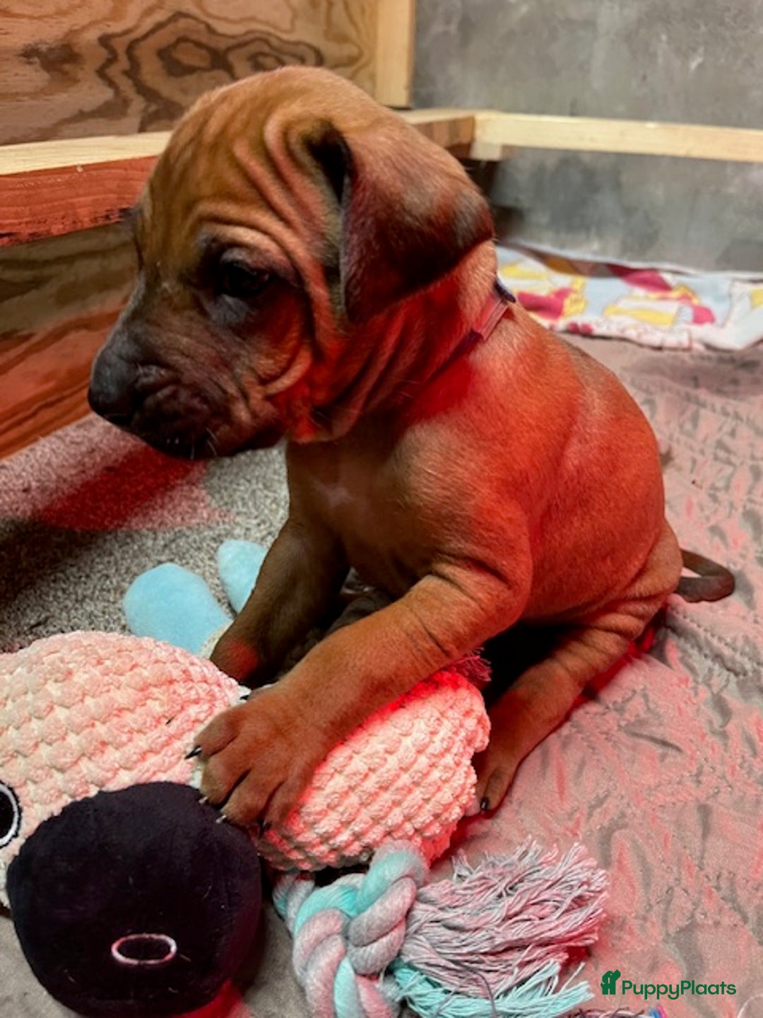 Rhodesian Ridgeback honden te koop: Rhodesian Ridgeback pups met stamboom - Advertentie 13