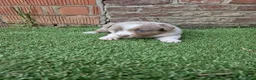 Kruising honden te koop: Knappe lilac border collies - Advertentie 3