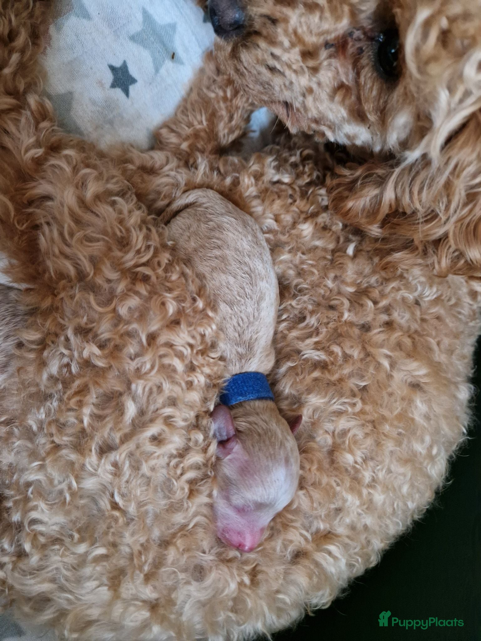 Poedel Toy honden Toy poedel puppies! - Advertentie 2
