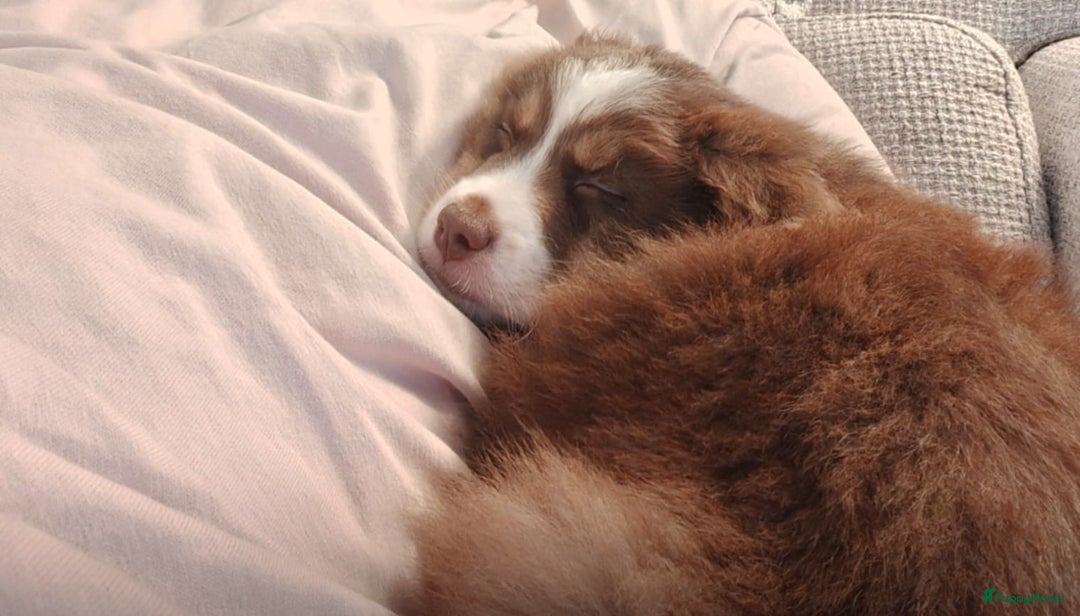 Australian Shepherd honden te koop: Miniatuur American shepherd teefje - Advertentie 2