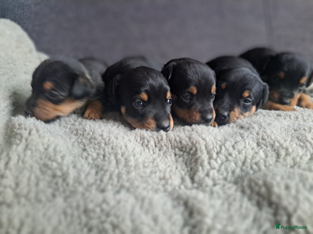 Jack Russel Terriër honden te koop: Mooi nest jack russel pups - Advertentie 1