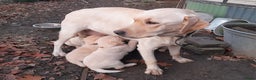 Labrador Retriever honden te koop: Lieve enthousiaste labrador pups - Advertentie 3