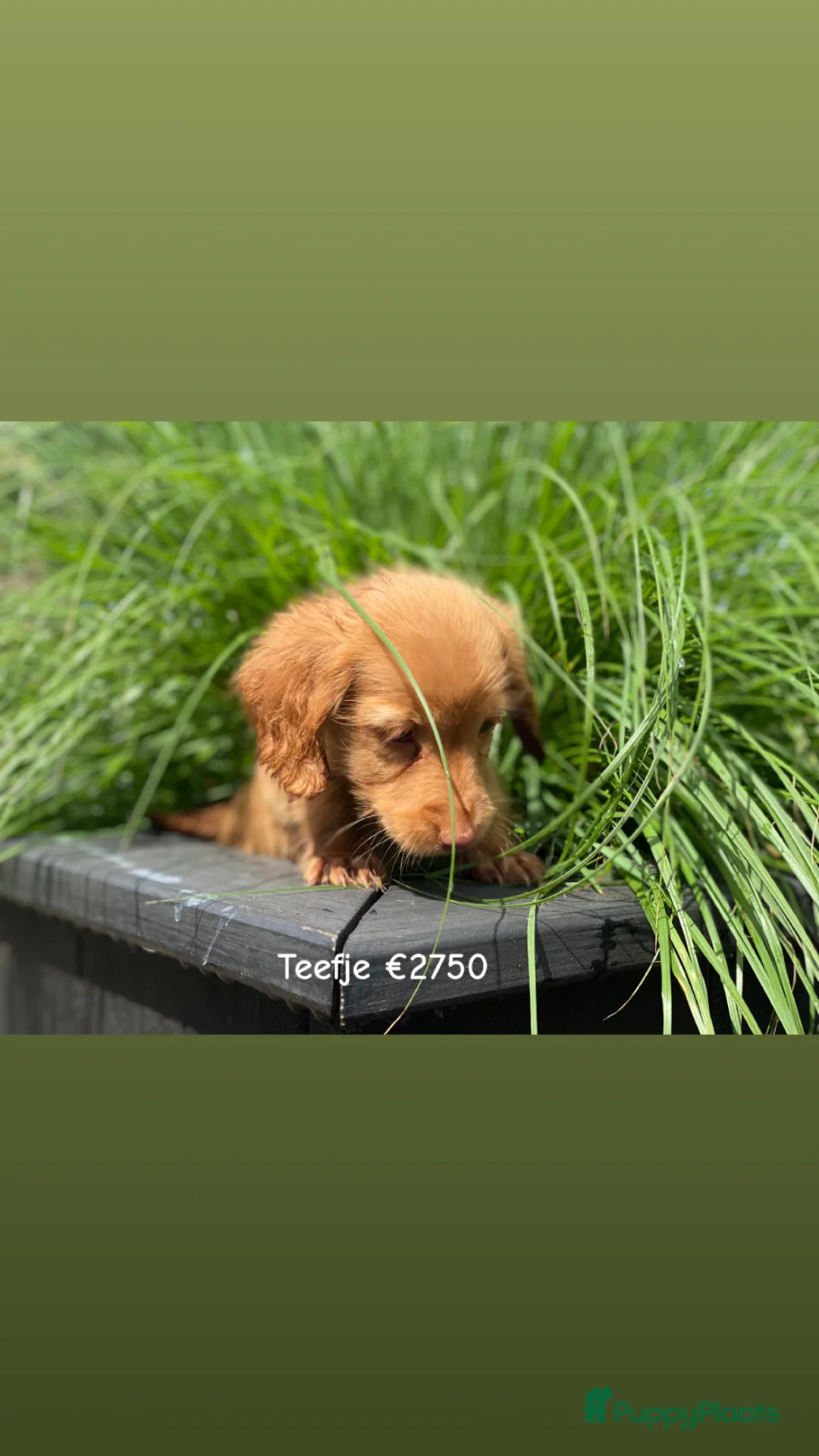 Teckel (langhaar) honden te koop: Mooie langharige kleurrijke teckel pups - Advertentie 2