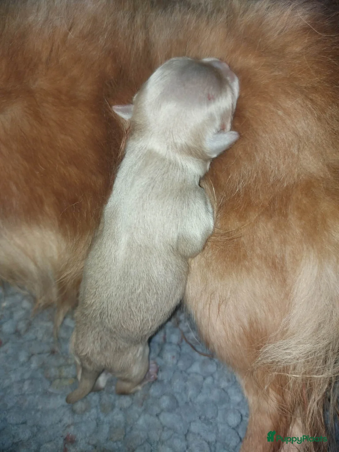 Chihuahua honden te koop: langhaar reutje - Advertentie 2