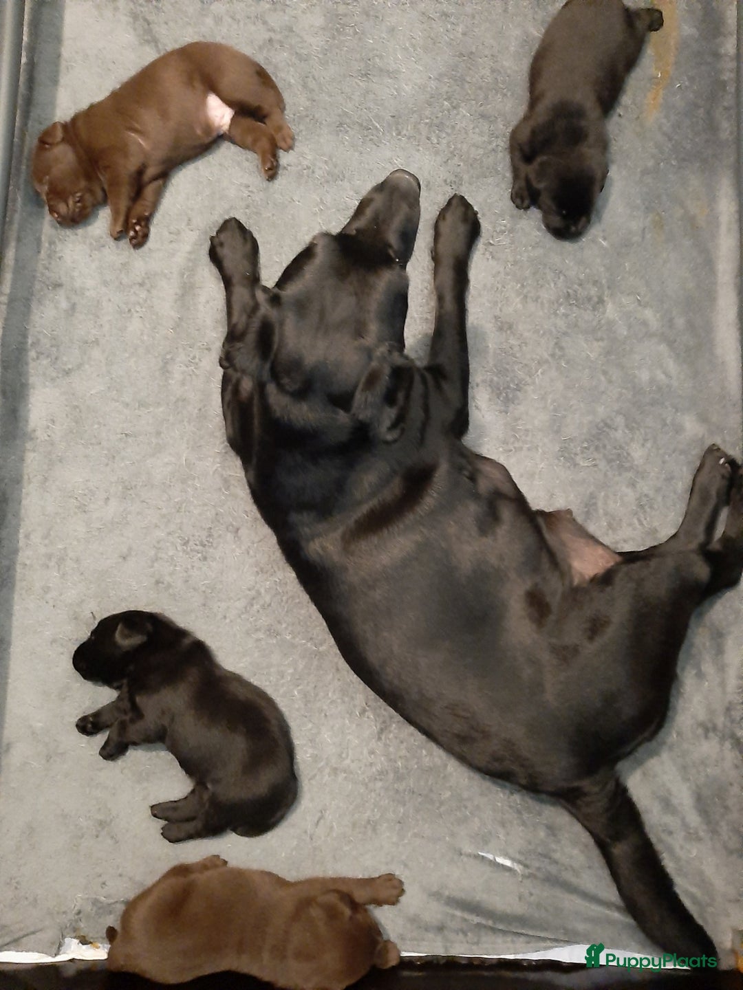 Labrador Retriever honden te koop: Bruin reutje - Afbeelding 18