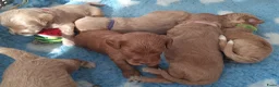 Australian Labradoodle honden te koop: Australian Labradoodle pups WALA stamboom  - Advertentie 13