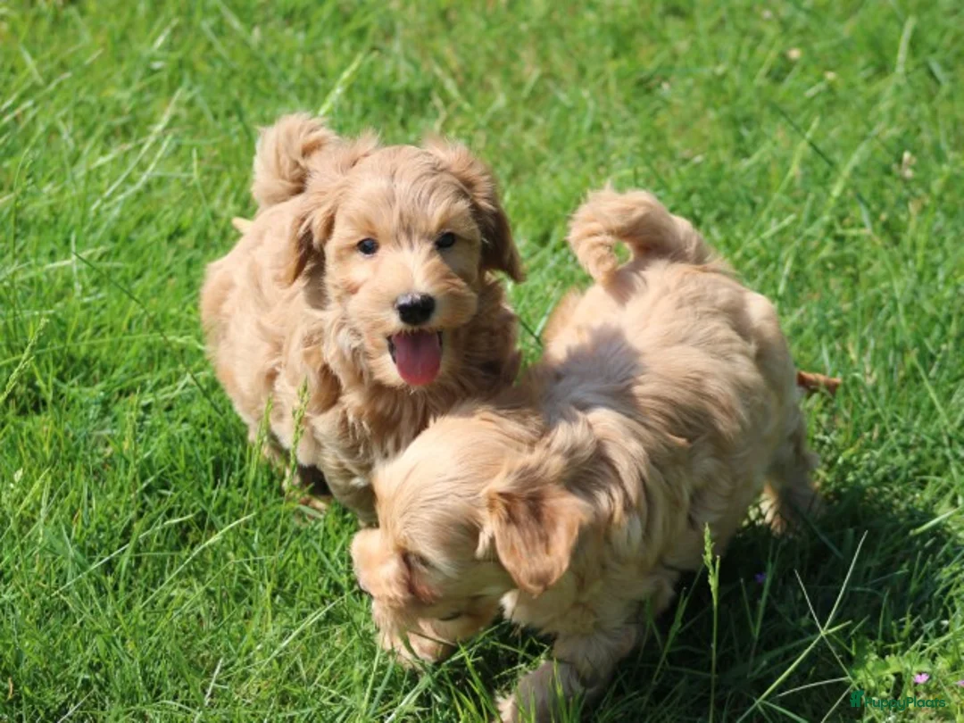 Maltipoo honden te koop: Leuke Maltipoo pups. - Advertentie 1