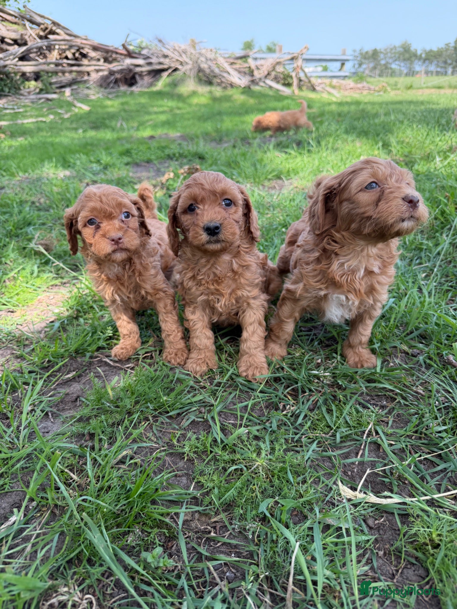 Labradoodle honden Mooie mini Labradoodle pups! - Advertentie 1