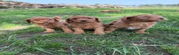 Labradoodle honden te koop: Mooie mini Labradoodle pups! - Advertentie 1