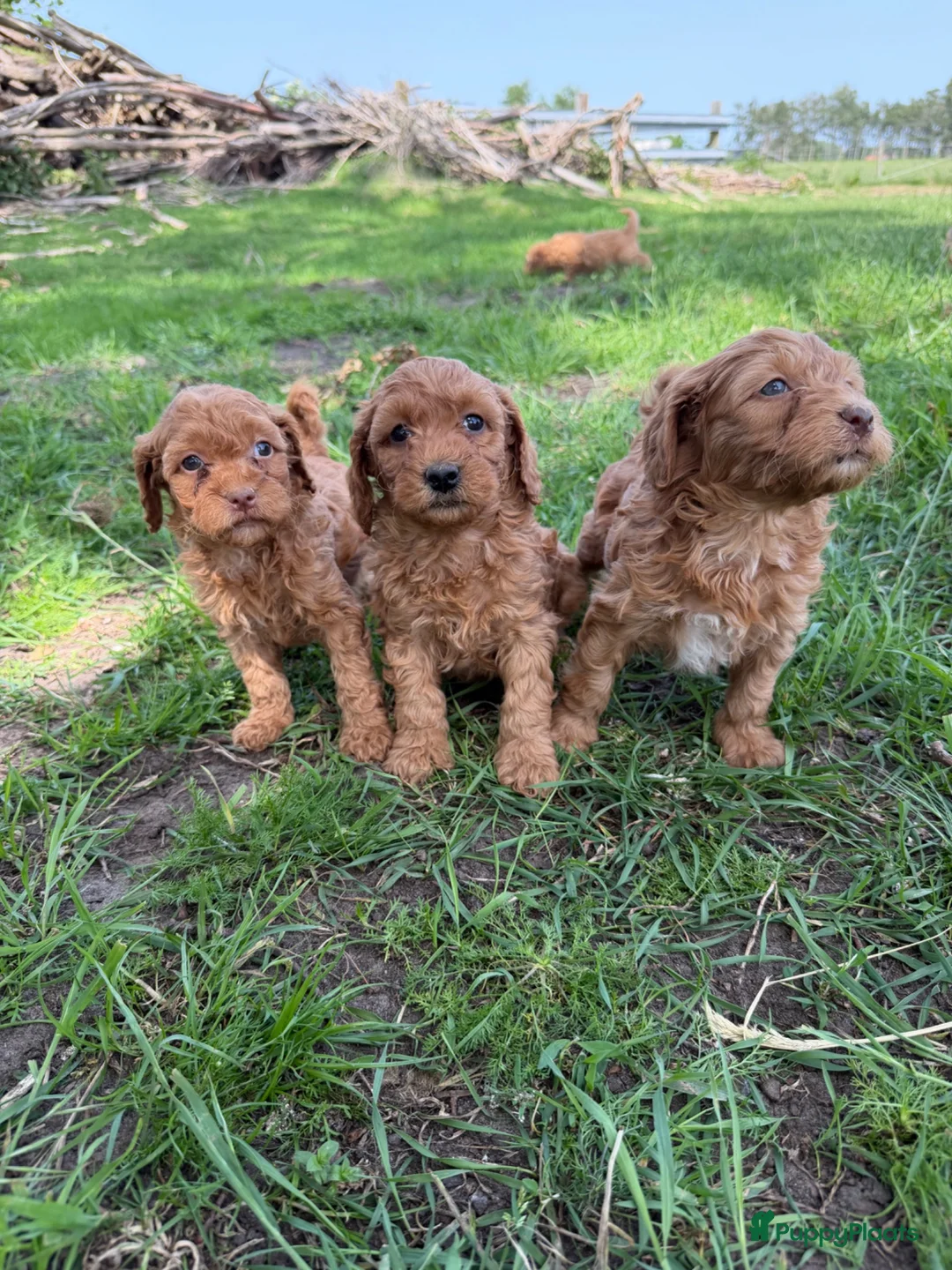 Labradoodle honden te koop: Mooie mini Labradoodle pups! - Advertentie 1