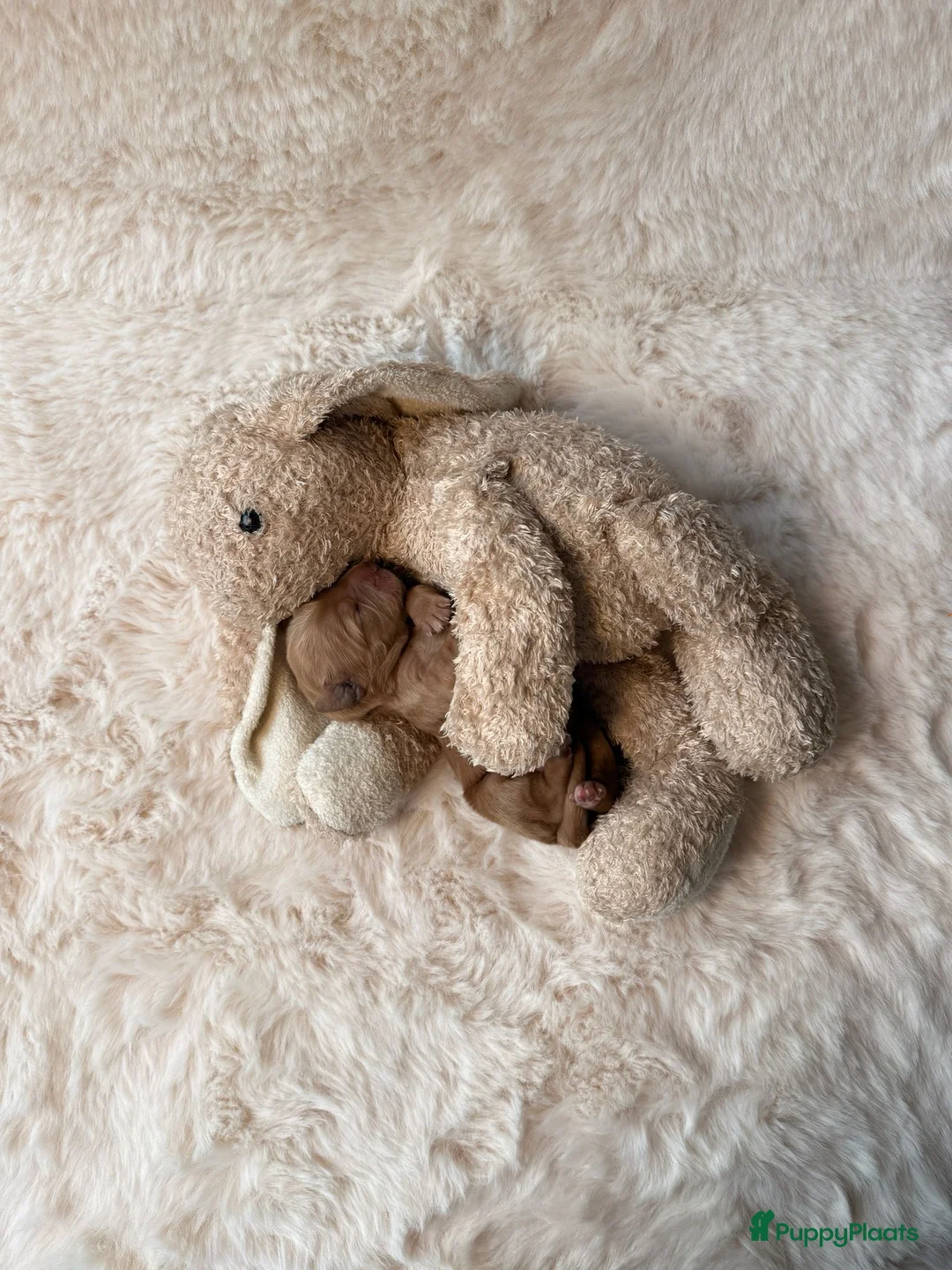 Labradoodle honden te koop: Lieve labradoodle pups met geweldig karakter  - Advertentie 1