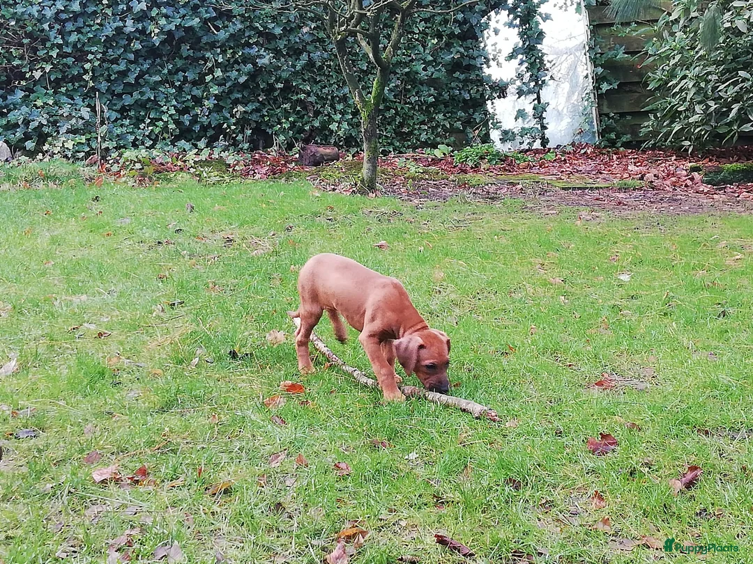 Galerij afbeelding {{count}}