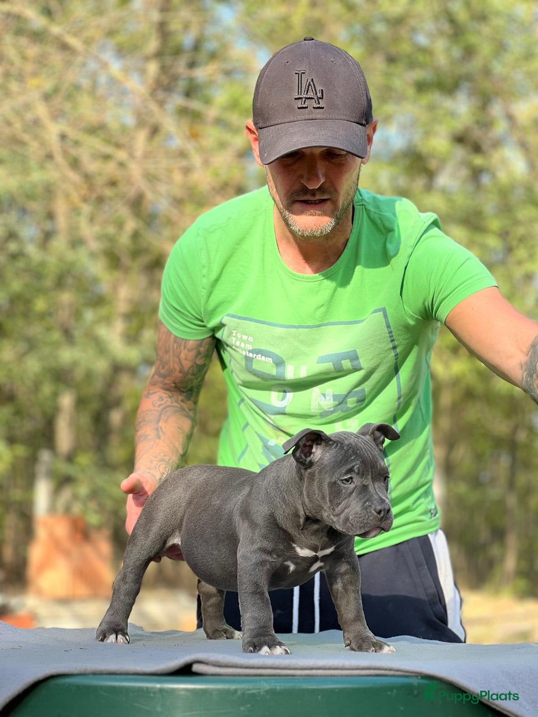 Amerikaanse Bully honden te koop: Amerikaanse Bully Pocket-puppy's - Advertentie 4