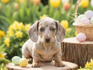 Teckel (korthaar) honden Nog 2 uiterst knappe merle dwergteckel Reutjes - Advertentie 2