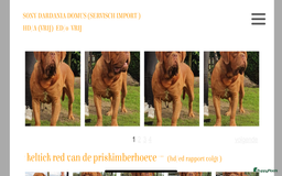 Bordeaux Dog honden te koop: Bordeauxdog puppy’s te koop in Lekkerkerk - Afbeelding 30