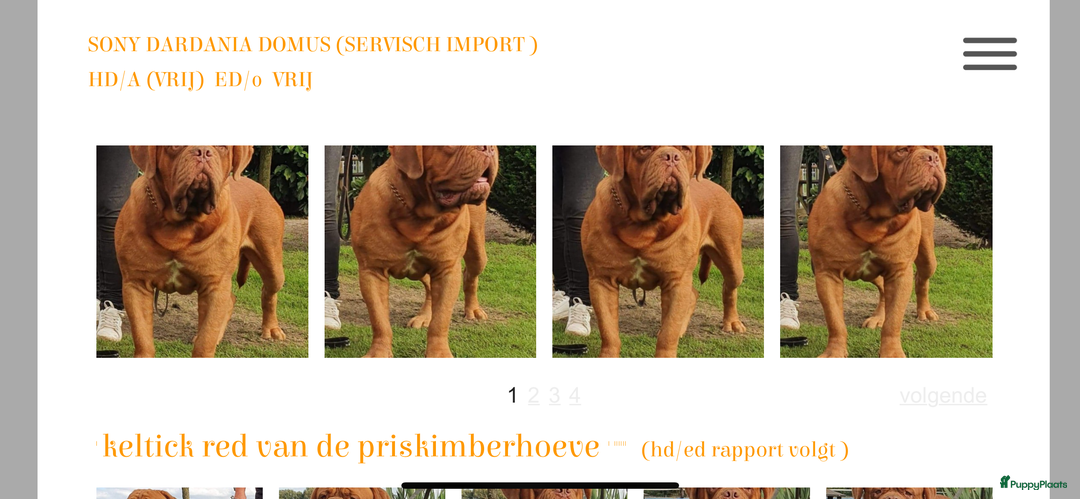 Bordeaux Dog honden te koop: Bordeauxdog puppy’s te koop in Lekkerkerk - Afbeelding 30