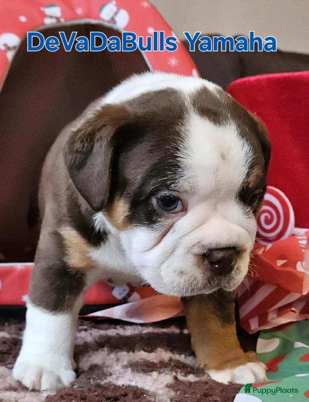 Old English Bulldog honden te koop: 2 Old english bulldog reutjes mogen nest verlaten  - Advertentie 9