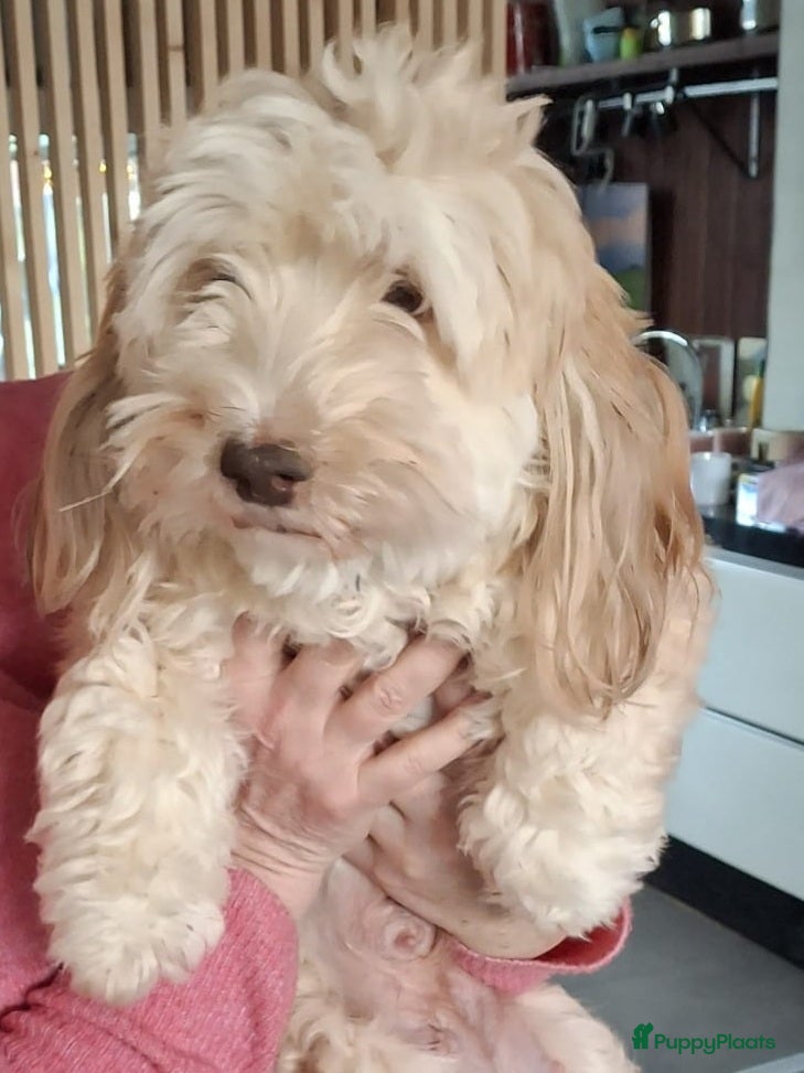 Havanezer honden Super mooie gezonde Havanezerpups met fci stamboom - Advertentie 1