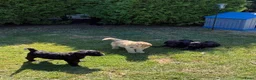 Labradoodle honden te koop: Hele mooie medium Labradoodle pups - Advertentie 8