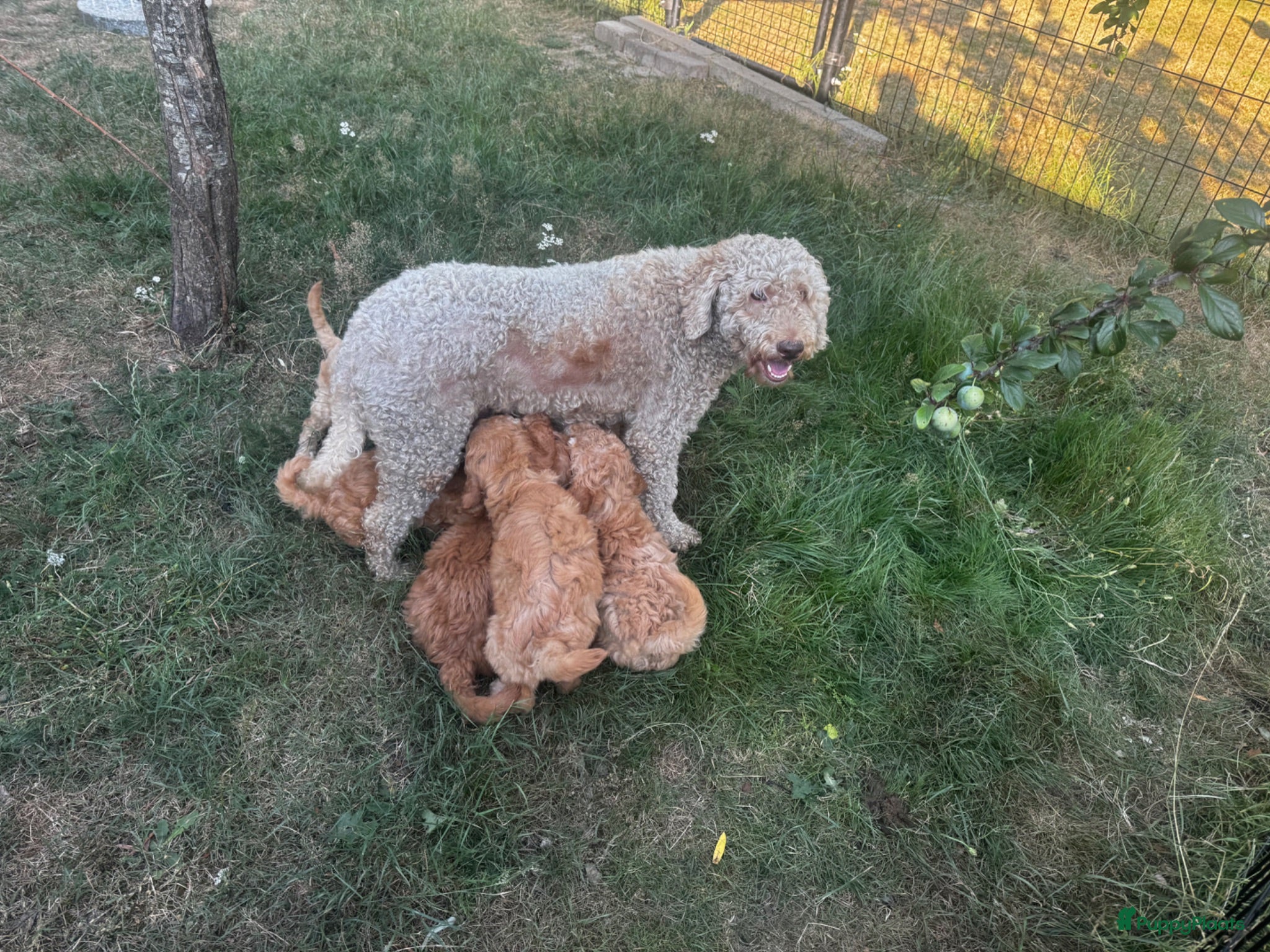 Australian Labradoodle honden Australian Labradoodles - Advertentie 3