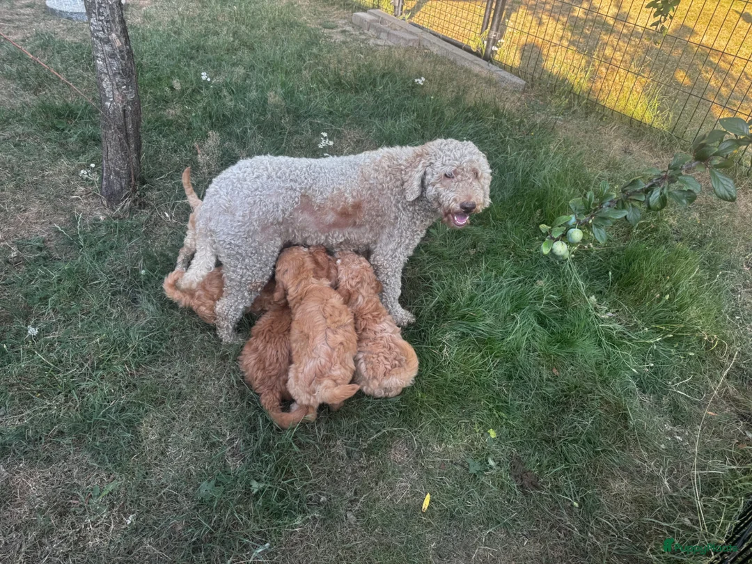Australian Labradoodle honden te koop: Australian Labradoodles - Advertentie 1
