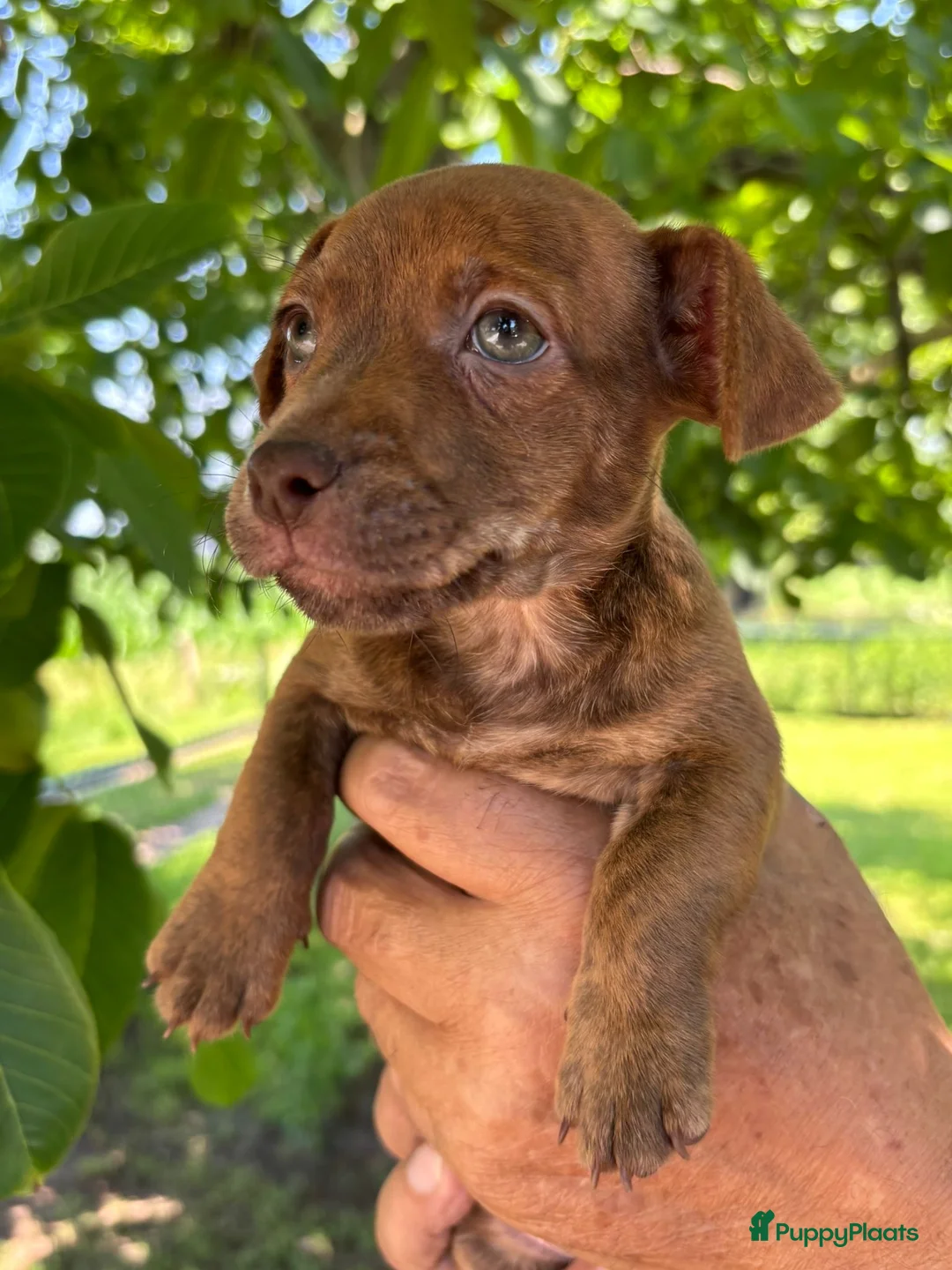 Jack Russel Terriër honden te koop: Prachtige Jack Russel pups te koop - Advertentie 2