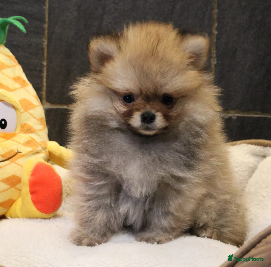 Pomeriaan honden te koop: Pomeriaan pups - Advertentie 1