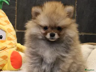 Pomeriaan honden Pomeriaan pups - Advertentie 2